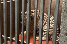 Вьетнамский музей природы будет использовать туши 9 тигров в научных целях
