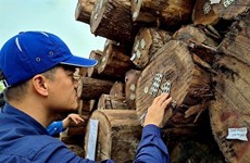 Огромный потенциал экспорта древесины Вьетнама