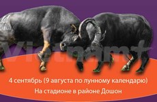 Традиционный фестиваль буйволиных боев в Дошоне 2022 г.