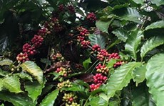 У Вьетнама остается большой потенциал для экспорта кофе в Испанию