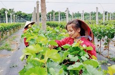 Ханой фокусируется на развитии высокотехнологичного органического сельского хозяйства в новой стратегии