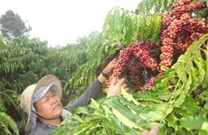 Вьетнамские и немецкие кофейные компании максимально используют преимущества EVFTA