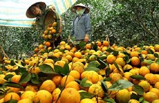 Деликатес апельсины «Каофонг» высоко ценятся на рынке Великобритании