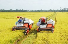Институт риса дельты Меконга восстановит специальные сорта риса Кантхо