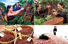 Вьетнам является вторым по величине экспортером кофе в мире