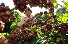 Экспорт кофе может достичь 4 млрд. долл. США, поскольку мировые цены остаются высокими