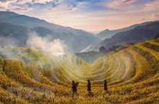 Исследование террасных рисовых полей в провинции Йенбай 
