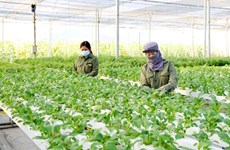 Ханой стремится увеличить годовой доход фермеров до 70 миллионов донгов в 2023 году
