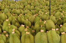Ожидается, что экспорт дуриана из Вьетнама в 2023 году резко возрастет