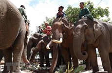 Даклак: Домашние слоны наслаждаются шведским столом в честь Всемирного дня слона