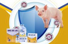 Вьетнам официально экспортирует вакцину от африканской чумы свиней