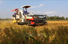 Инвестиции во всех цепочках создания стоимости риса