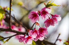 Ослепительная красота цветущей сакуры