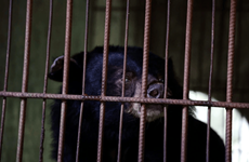 Три медведя найдут новый дом: спасение из аквапарка Кучи в «Дом медведей Вьетнама»