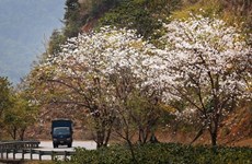 Национальный год туризма 2024: Исследование земли цветов бан