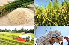 За первые два месяца 2024 года экспорт риса увеличился почти на 50%