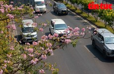 Город Хошимин: Розовые трубчатые деревья окрасили улицы в розовый цвет