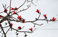 Дороги Хоабиня украшаются красными цветами хлопкового дерева