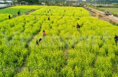 Пора цветения желтого рапса в Ханое