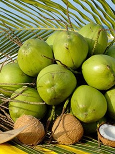 Содействие устойчивому развитию кокосовой промышленности