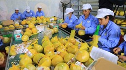 «Зеленый переход» создает возможности для экспорта Вьетнама