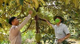 В 2023 году город Кантхо будет экспортировать первую партию дурианов в Китай