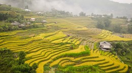 Туризм во Вьетнаме: Золотые террасные поля в высокогорье Хажанг