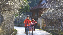 Туризм Вьетнама: белые цветы сливы в долине Фиенгбан - Дьенбьен