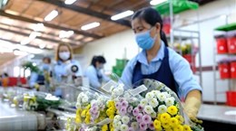 Снова открыт экспорт срезанных цветов из Вьетнама в Австралию