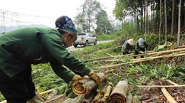 Вьетнам стремится остаться крупнейшим в мире экспортером корицы