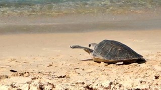 Куангчи: 70-килограммовая оливковая черепаха выпущена в морскую среду