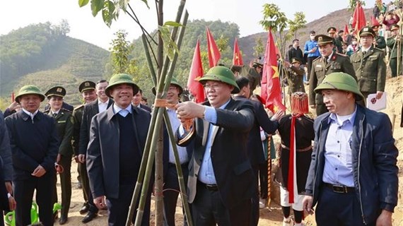 Председатель НС запускает фестиваль посадки деревьев в Туенкуанге