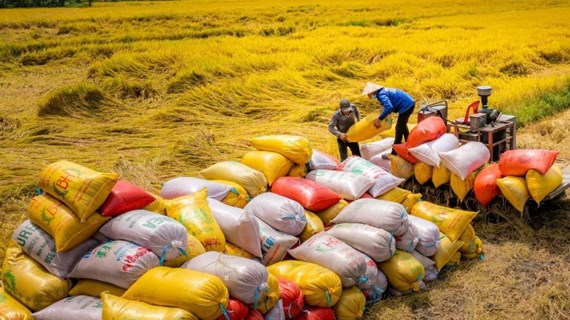 Экспорт риса Вьетнама может превысить целевой показатель на 2024 год