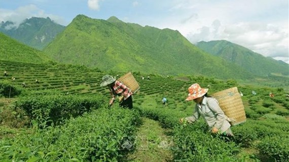 Вьетнам занимает 7-е место в мире по производству чая