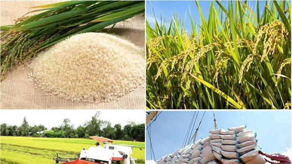 За первые два месяца 2024 года экспорт риса увеличился почти на 50%