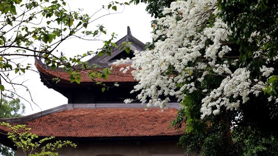 Белоснежные цветы шыа весной в Ханое