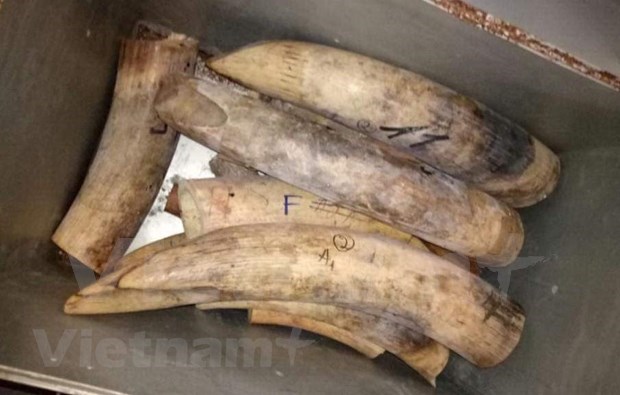 Борьба против незаконнои торговлеи слоновои кости во Вьетнаме hinh anh 5