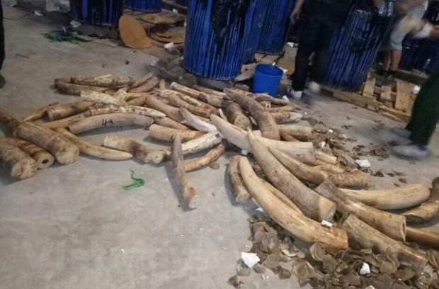 Борьба против незаконнои торговлеи слоновои кости во Вьетнаме hinh anh 6