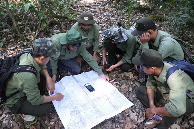 Статья 8: Много вызовов в работе по сохранению натуральных лесов в Центральном нагорье hinh anh 1