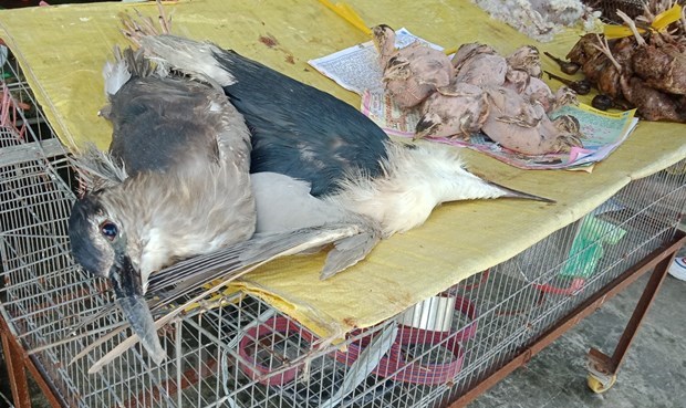 Статья 1: Проникая в “тюрьмы для животных”, в которых убивают редкие виды из “краснои книги” Вьетнама hinh anh 4