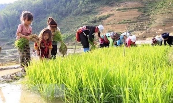 Вьетнам ускоряет меры по борьбе с риском повышеннои эксплуатации детского труда из-за эпидемии COVID-19 hinh anh 1
