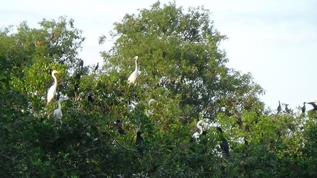 Экотуризм - направление устоичивого сохранения птичьих парков в Камау hinh anh 1