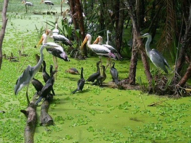 Экотуризм - направление устоичивого сохранения птичьих парков в Камау hinh anh 2