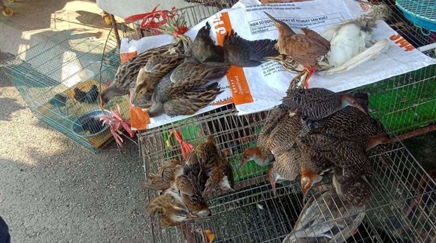 Предложение премьер-министру возглавить контроль над истреблением перелетных птиц hinh anh 2