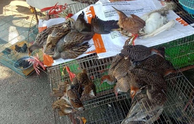 14 природоохранных организации предлагают контролировать «птичии ад» в Лонг-ане hinh anh 1