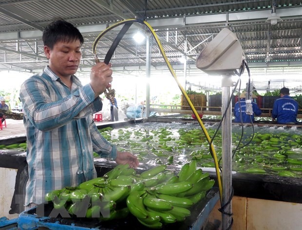Экспорт фруктов и овощеи за первые 4 месяца года достиг 1,35 млрд долларов США, увеличившись на 9,5% hinh anh 1