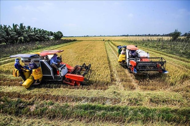 Снижение выбросов газа при производстве риса в дельте Меконга hinh anh 2