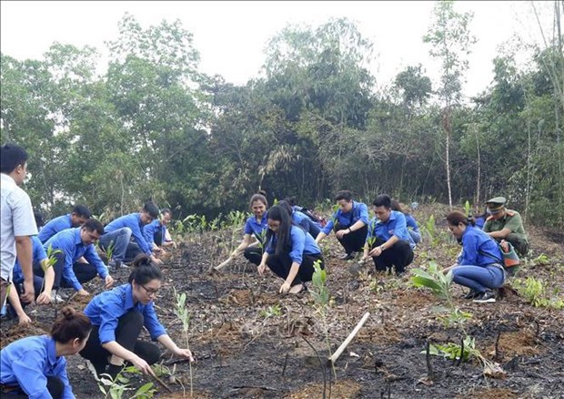 Внести свои вклад в посадку 1 млрд. деревьев для зеленого Вьетнама hinh anh 2