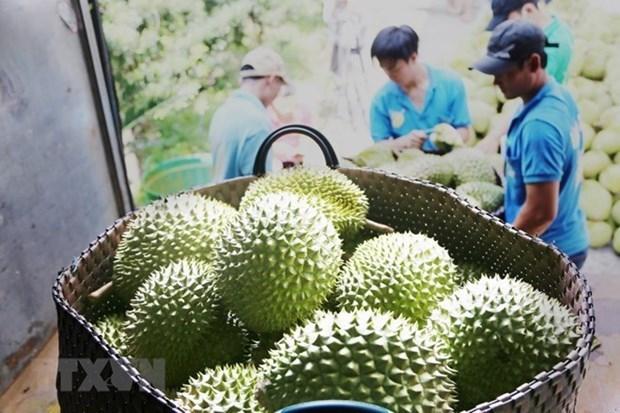 Дуриан станет прорывом для экспорта фруктов Вьетнама hinh anh 2