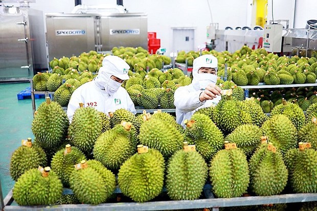 Овощная и фруктовая промышленность: на пути к экспортному обороту в 4 миллиарда долларов США hinh anh 2